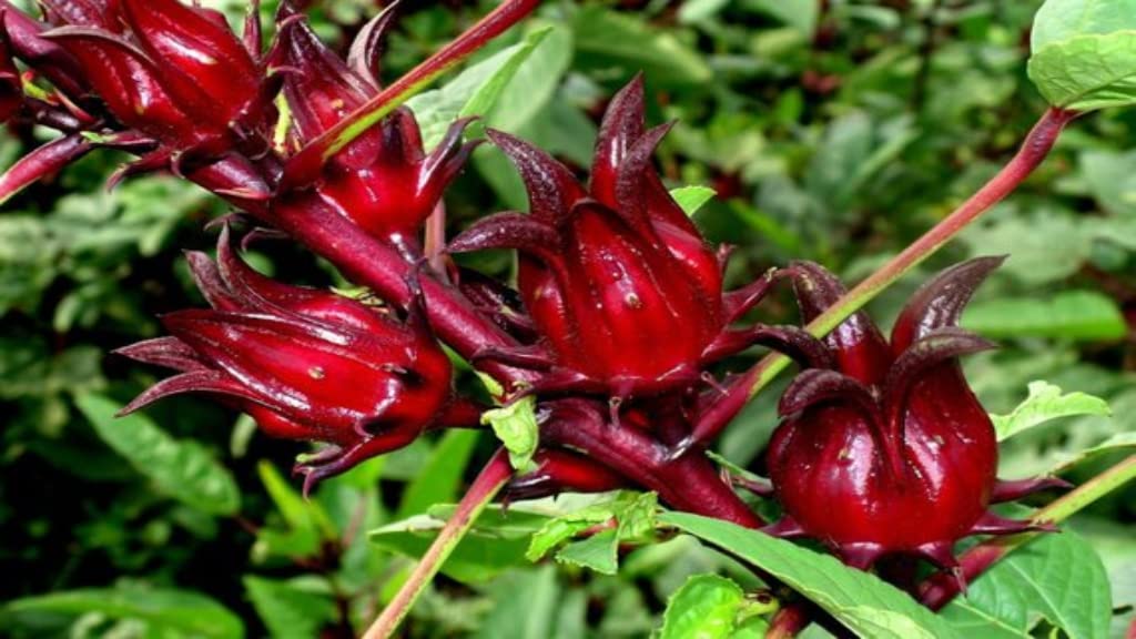Premium Organic Dried Jamaican Sorrel Hibiscus Tea 4oz - Rastaman Stew Herbal Blend for Refreshing Taste, Rich in Flavor and Health Benefits