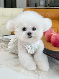 French Floral Bichon Dog Thin Cardigan Teddy